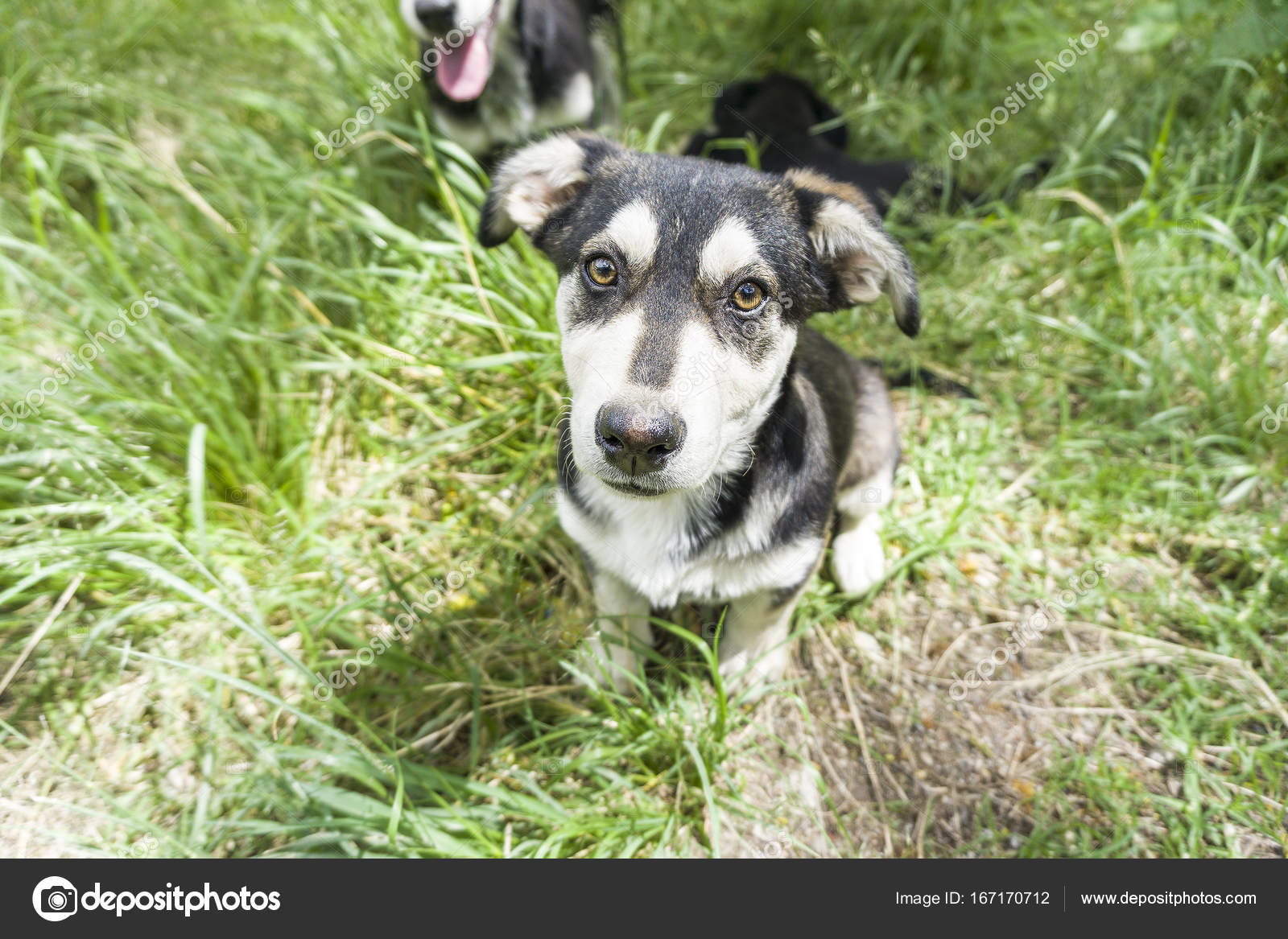 Chien Jeune Berger Allemand Croiser Avec Husky Sur Une