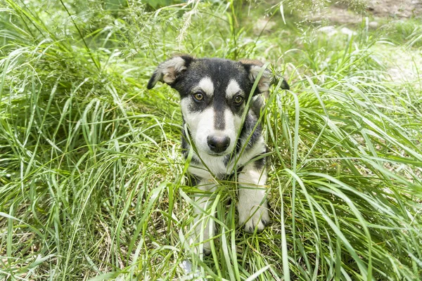 Perro, joven pastor alemán cruz con Husky en una hierba joven verde — Foto de Stock