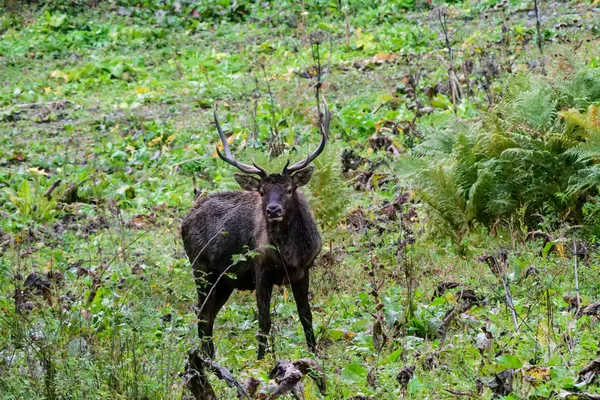 Güzel vahşi geyik atış kapatın