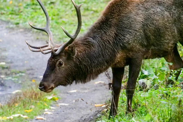 Güzel vahşi geyik atış kapatın