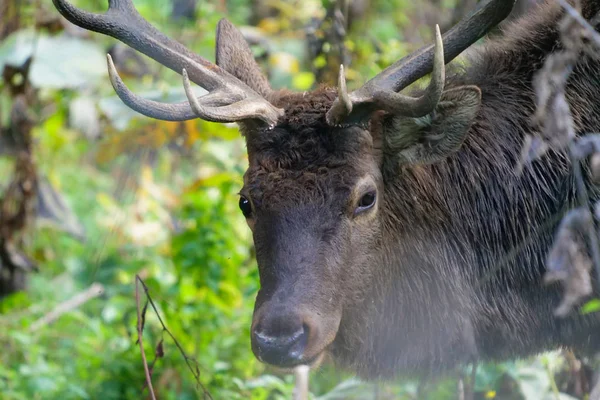 Güzel vahşi geyik atış kapatın