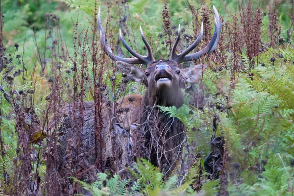 Güzel vahşi geyik atış kapatın