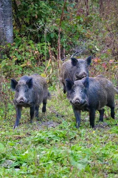 Yaban domuzları atış kapatmak