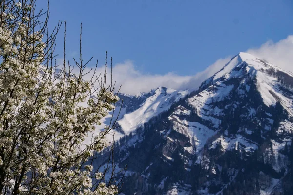 Arka planda ağaçların ve karlı dağların yakın görüntüsü