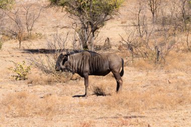 Antilop Güney Afrika, Pilanesberg Ulusal Parkı