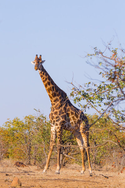 Giraffe close up from Kruger National Park, South Africa. Safari and wildlife. Cape giraffe or South African giraffe