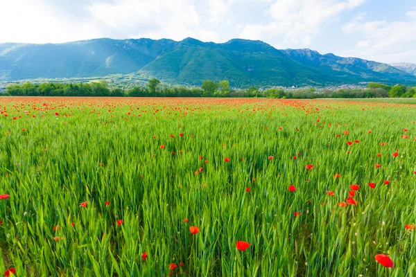 stock image Red poppies field with mountains in background