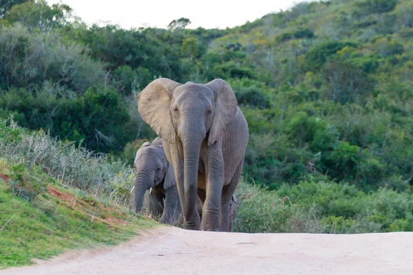 Elefantenfamilie aus Südafrika — Stockfoto