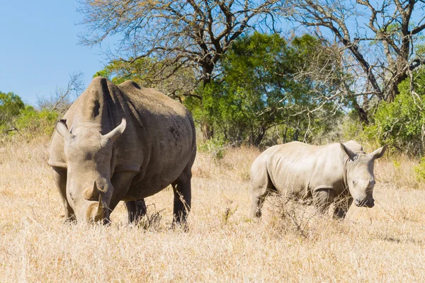 Rhinocéros blanc avec chiot, Afrique du Sud — Photo