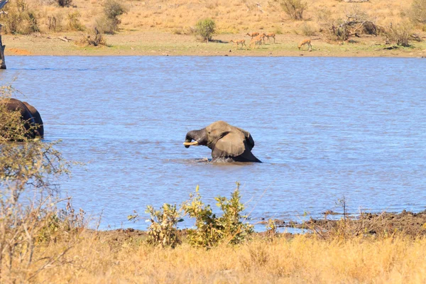 Slon od národního parku Kruger, Loxodonta africana — Stock fotografie