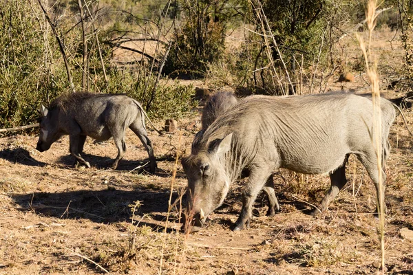 Warthog z Jižní Afriky, Pilanesberg National Park — Stock fotografie