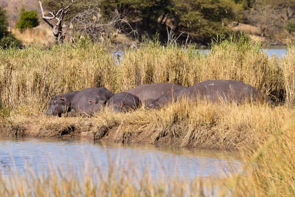 Manada de hipopótamos durmiendo, Parque Nacional Pilanesberg, Sudáfrica — Foto de Stock