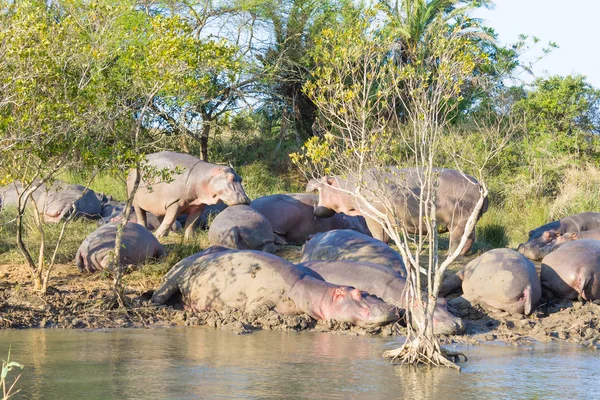 Manada de hipopótamos durmiendo, Isimangaliso Wetland Park, Sudáfrica — Foto de Stock