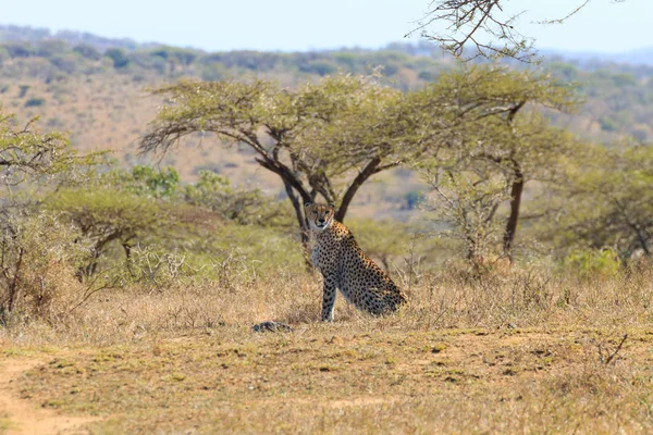 Cheetah de perto da África do Sul — Fotografia de Stock