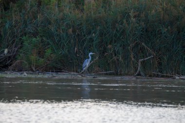 Gri balıkçıl kapat.