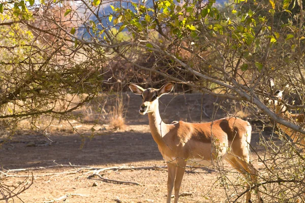 Антилопа из Южной Африки, Национальный парк Пиланесберг. Африка — стоковое фото