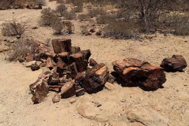 Taşlaşmış Orman Manzaralı