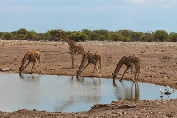 Herd of giraffes — Stock Photo, Image