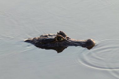 Pantanal, Brezilya üzerinde yüzen caiman