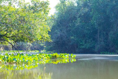 Panorama Pantanal, Brezilyalı sulak bölge üzerinden.