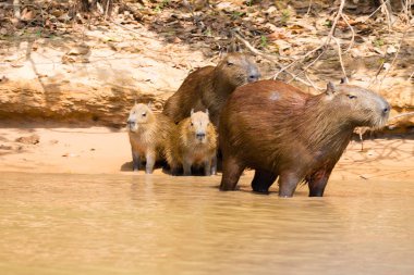 Capibara sürüsü Pantanal, Brezilya