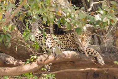 Jaguar from Pantanal, Brazil clipart
