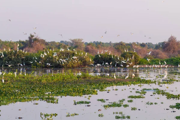 Güzel Pantanal manzara, Güney Amerika, Brezilya — Stok fotoğraf