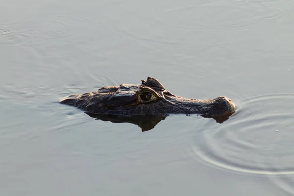 카이만 Pantanal, 브라질에 떠 있는 — 스톡 사진