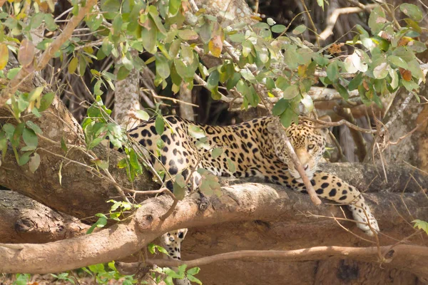 Jaguar from Pantanal, Brazil — Stock Photo, Image