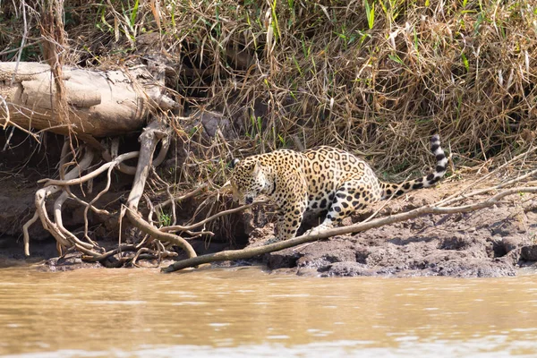 Jaguar z Pantanal, Brazylia — Zdjęcie stockowe