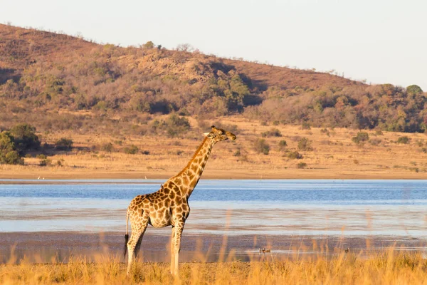Żyrafa z Republiki Południowej Afryki, Pilanesberg National Park. Afryka — Zdjęcie stockowe