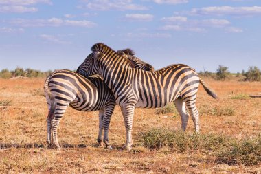 Zebralar Kruger Milli Parkı, equus quagga'birkaç