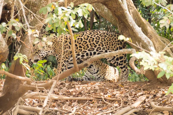 Jaguar από Pantanal, Βραζιλία — Φωτογραφία Αρχείου