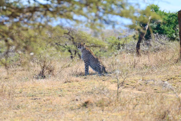 Cheetah Güney Afrika'dan kapat — Stok fotoğraf