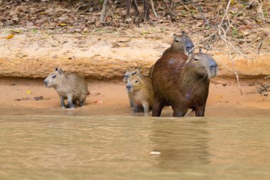 Capibara sürüsü Pantanal, Brezilya