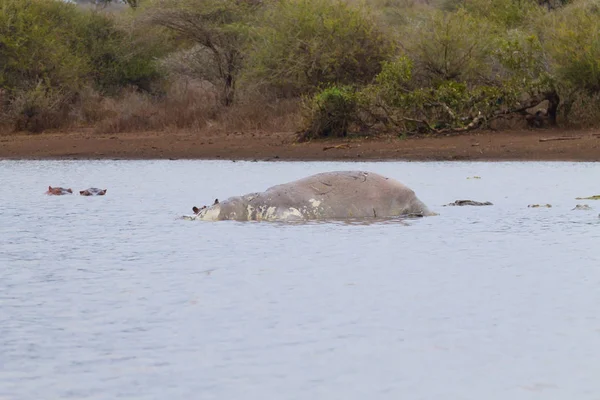 Mrtvý hroch na jezeře Kruger — Stock fotografie