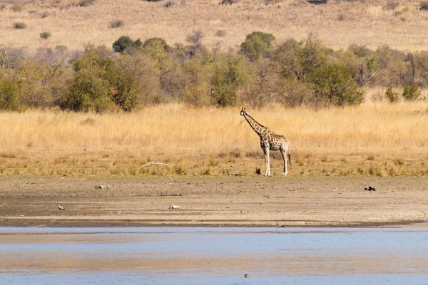 Pilanesberg Nemzeti Park Dél-afrikai zsiráf. Afrika — Stock Fotó