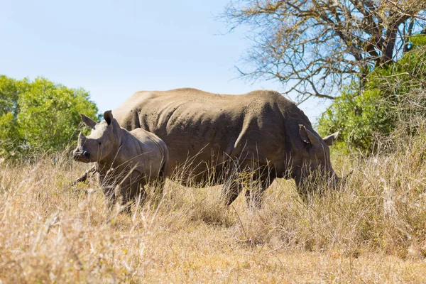 Rinoceronte branco com cachorro, África do Sul — Fotografia de Stock