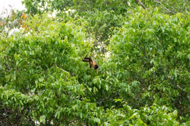 Püsküllü capuchin maymunu Pantanal, Brezilya niteliğine