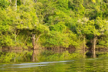 Panorama Amazon yağmur ormanları, Brezilyalı sulak bölge üzerinden.