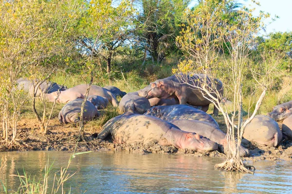 Manada de hipopótamos durmiendo, Isimangaliso Wetland Park, Sudáfrica — Foto de Stock