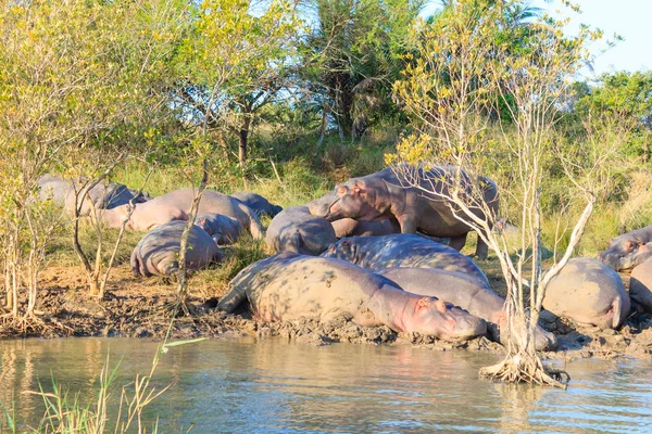 Uyku, Isimangaliso Sulak alan Park, Güney Afrika suaygırları sürüsü