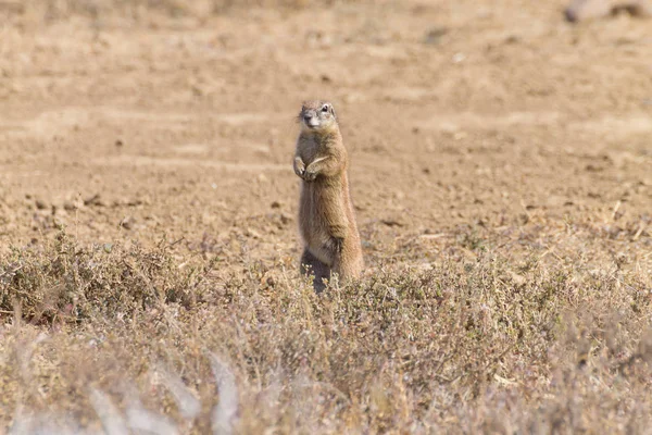 케이프 땅 다람쥐 서, 남아 프리 카 공화국 — 스톡 사진