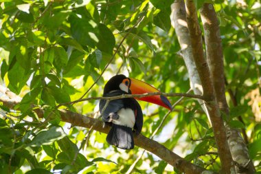 Foz doğada toucan kuş yapmak Iguazu, Brezilya