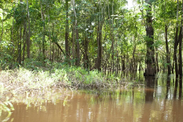Panorama från Amazonas regnskog, brasilianska våtmark regionen. — Stockfoto