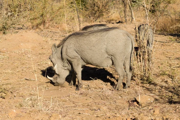 Warthog z Jižní Afriky, Pilanesberg National Park — Stock fotografie