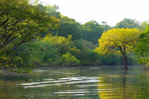 Panorama de selva amazónica, región húmeda brasileña . — Foto de Stock