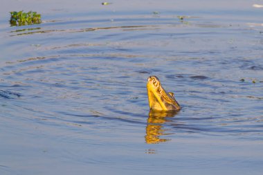 Pantanal, Brezilya üzerinde yüzen caiman