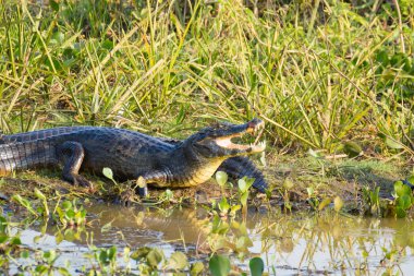 sabah güneşin altında ısınır caiman. 