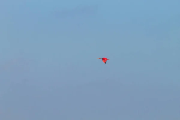 Scarlet ibis από το εθνικό πάρκο Lencois Maranhenses, Βραζιλία. — Φωτογραφία Αρχείου